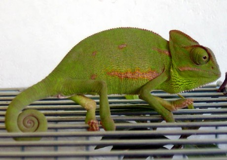 chameleon-1