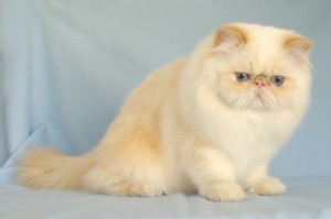 Perska kočka