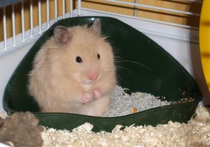 Křeček dlouhostrstý