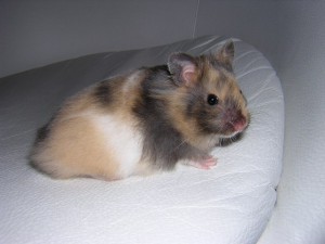 Křeček syr.krátkosrstý